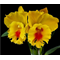 Rlc. NP Gold Nawapol