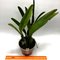 Cattleya percivaliana karen graff x summit