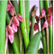 Pleurothallis fabiobarrosii