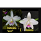 Hadrolaelia  (Laelia) Pumila Amoena (Delicata AWZ x Amoena)