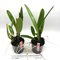 Cattleya Maggie Raphael ( C dowiana x C trianae semialba)