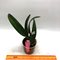 Cattleya Kinestiana (C luedemanniana SA x C dowiana aurea)