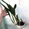Laelia splendida x Laelia anceps v dowsonii