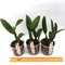 Cattleya schilleriana coerulea x C. quadricolor coerulea