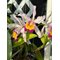 Cattleya Lady Ingram (Cattleya wallisii (eldorado) x Cattleya dowiana aurea)