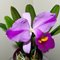Cattleya Eva's Fabula y Fantasia 'Splash' (C.trianae x C.wallisii)
