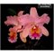 Rlc. Gorge King 'Serendibity'
