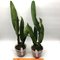 Cattleya warscewiczii x sib