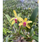 Cattleya Len Zieff