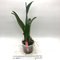 Cattleya Carmen  (Cattleya luedemanniana coerulea x warcsewiczii coerulea)