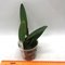 Cattleya maxima alba x sib