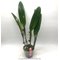 Cattleya Mrs Frederick Knolls (Cattleya X Hardyana x Cattleya mossiae)