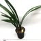 Цимбидиум (Cymbidium sinense Shi Men 石門)(1129)
