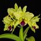 Каттлея (Blc.Memoria Helen Brown)(421)