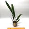 Laelia perrinii