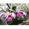 Cattleya Maxima Semi Alba Striata .