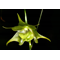 Aeranthes orthopoda