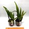 Cattleya dowiana v. aurea