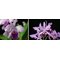 Cattleya warscewiczii x sib