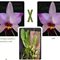 Лаелия (Laelia anceps (castro X guerreiro) X self)(504)
