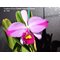 Cattleya Eva's Fabula y Fantasia 'Splash' (C.trianae x C.wallisii)