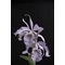 Cattleya Maxima coerulia