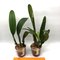 Cattleya (jemannii s/alba x eldorado )