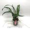 Cattleya Eva´s Fabula y Azucar (jenmanii SA x rex)