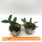 Cattleya Schilleriana Albenscens