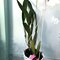 Laelia splendida x Laelia anceps v dowsonii