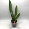 Cattleya Maggie Raphael  Lavender