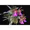 Cattleya schilleriana