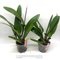 Cattleya Vestalis (Cattleya dowiana x Cattleya maxima)