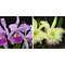 Cattleya warscewiczii x Brassavola dygbiana