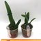 Cattleya trianaei fma. trilabelo 'Lia'