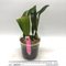 Cattleya Maggie Raphael  (dowiana x trianae  tipo)