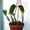 Lelia anceps ´Alba´ x Cattleya walkeriana alba .