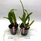 Cattleya Maggie Raphael ( C dowiana x C trianae semialba)