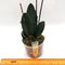 Oncidium nanum
