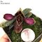 Пафиопе́дилум (paphiopedilum rungsuriyanum x niveum)(А-111)