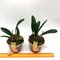Hadrolaelia (Laelia) Pumila Rubra