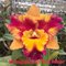 Cattleya Rungnapha Fancy Warm Welcome