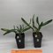 Angraecum sesquipedale