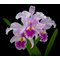Cattleya warscewiczii x sib