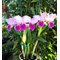 Cattleya Fallieri (trianae tipo x rex)