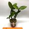 Cattleya violacea var. Flammea