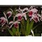 Laelia purpurata var.vincolor