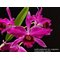 Cattleya luteola