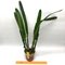 Laelia purpurata var. Roxo-bispo