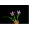 Laelia crispilabia